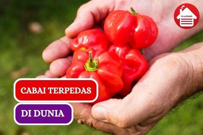 Habanero Dipercaya Sebagai Bumbu Paling Pedas di Dunia