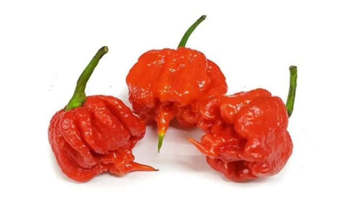 Habanero Dipercaya Sebagai Bumbu Paling Pedas di Dunia