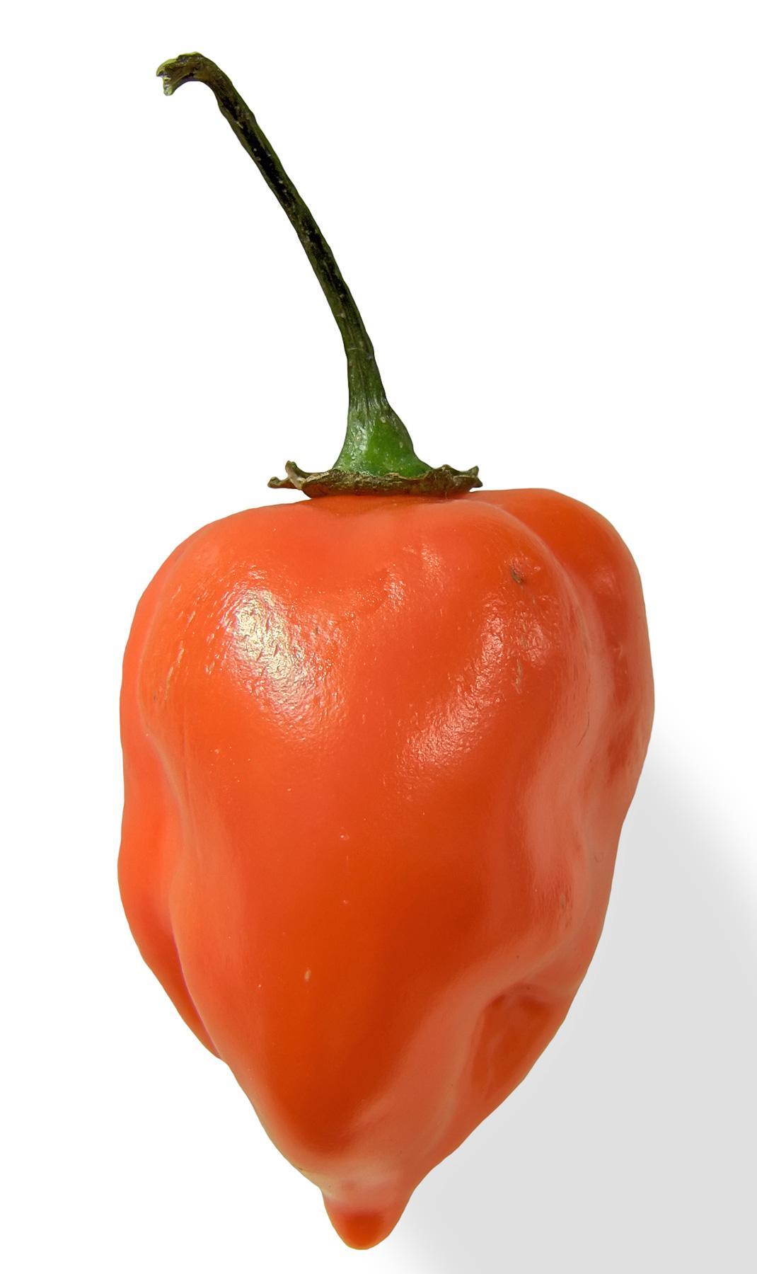 Daftar Habanero: Jenis-Jenis Cabai Habanero yang Harus Anda Ketahui